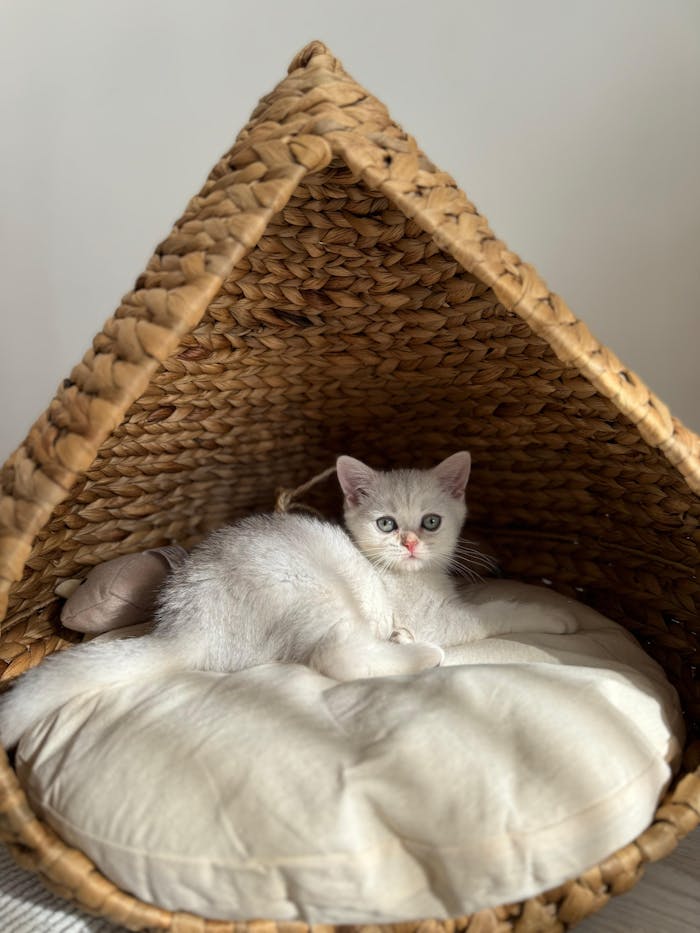 A cute white kitten relaxing in a cozy woven cat house, Ankara.