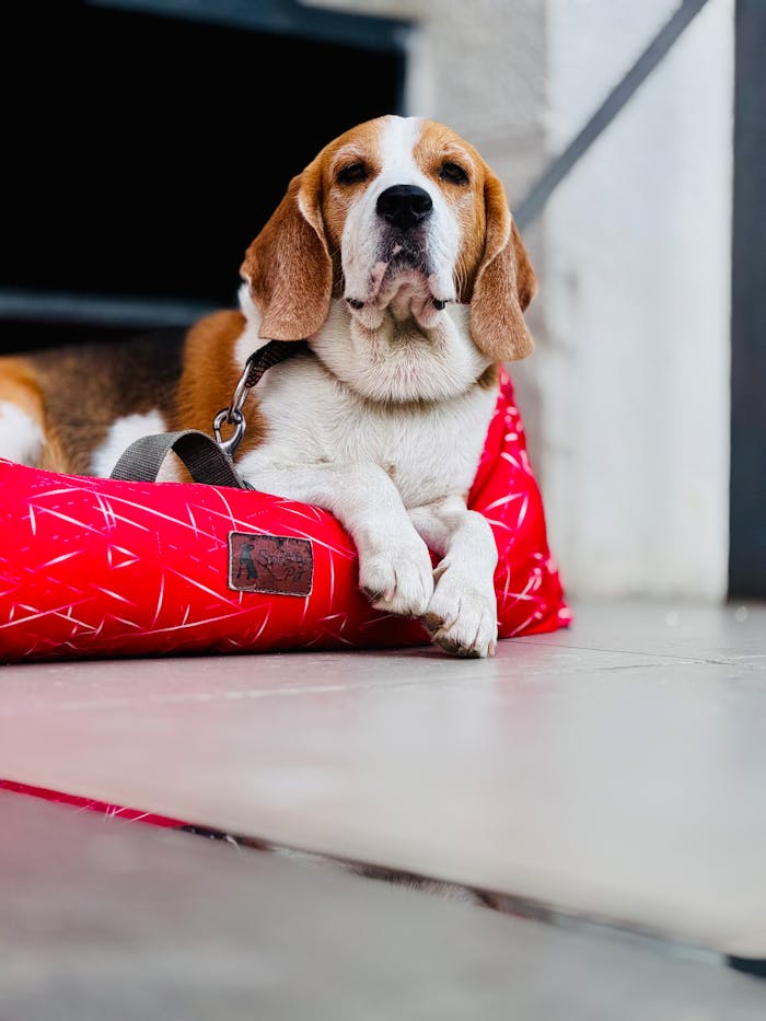 Cute beagle comfortably lying on a stylish red dog bed. Indoors setting.