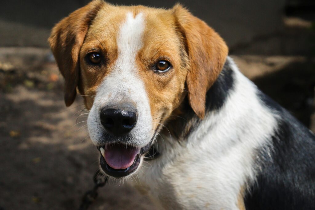 pexels-photo-32519887-32519887 Close-up of a beagle dog outdoors, smiling and looking at the camera under bright sunlight.