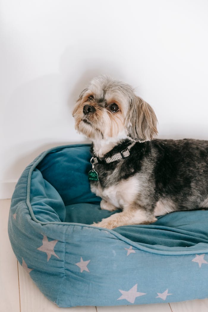 Cute Morkie looking up while lying on dog bed near white wall on floor